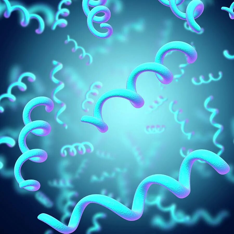 Спириллы и спирохеты. Спириллы и спирохеты бактерии 5 класс. Форма бактерии спириллы. Спириллы. Спиралевидные спириллы.