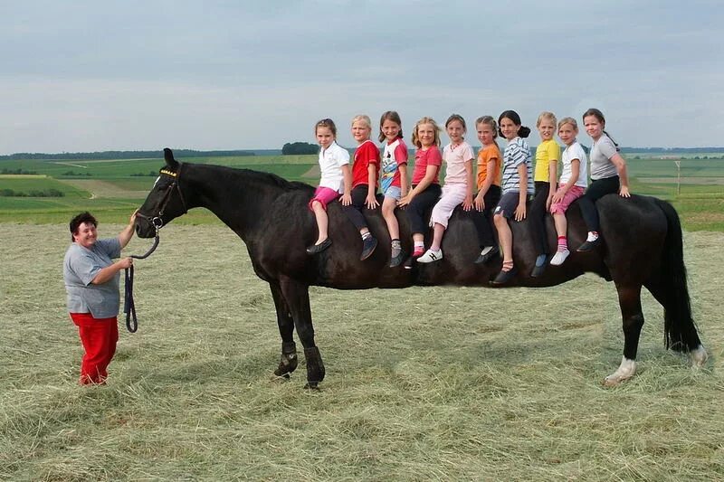 1 мужчина 1 конь. Самая длинная лошадь. Конь прикол. Цыганский лимузин конь. Самая длинная лошадь в мире.