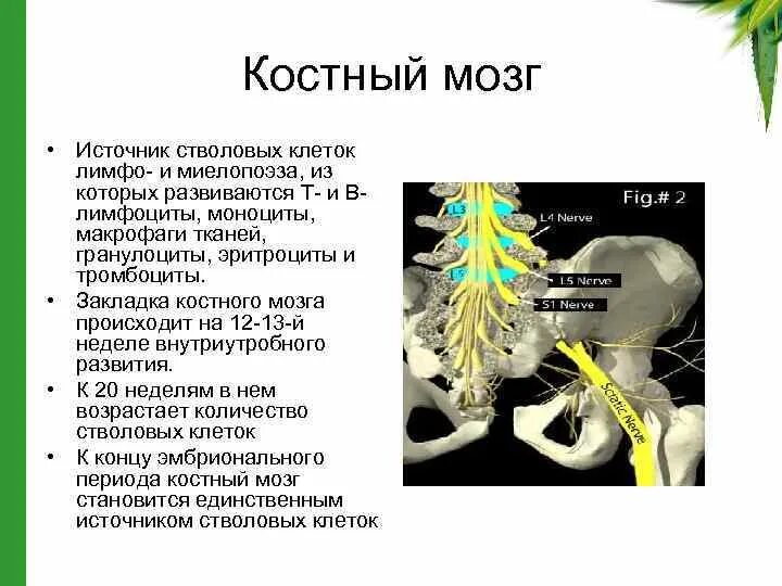 Костные мозги рецепт. Источник развития костного мозга. Стволовые клетки костного мозга. Стромальные клетки костного мозга.