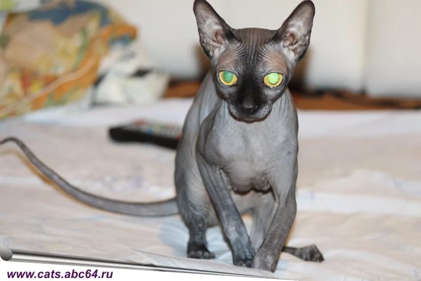 Сфинксы котята как приучить к лотку