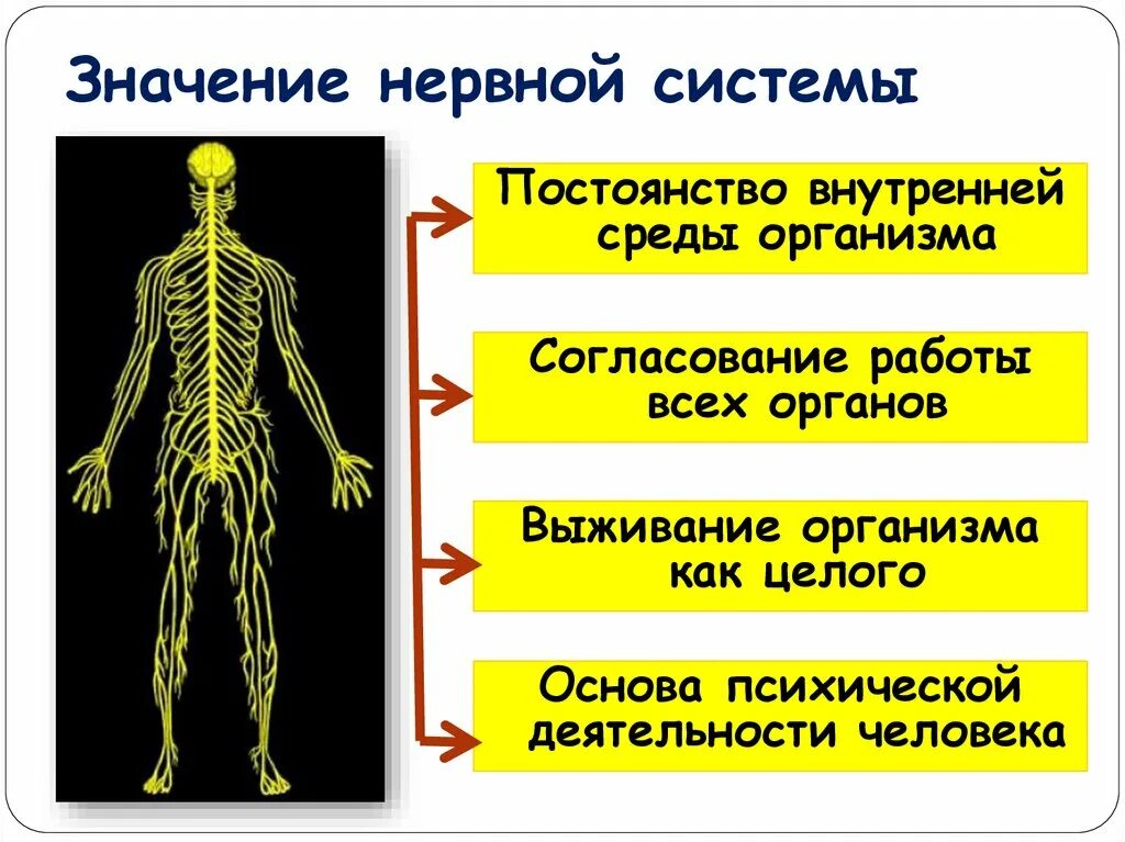 Виды нервной системы 8 класс. Значение нервной системы. Нервная система человека. Значение нервной системы для организма. Схема строения нервной системы.