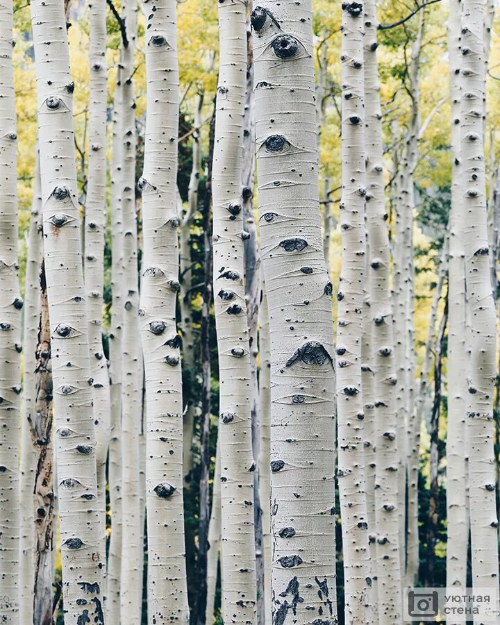 Берёза Birch. Ствол березы. Березовый лес. Березовая роща. Березка мягкая