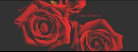 Cover rose
