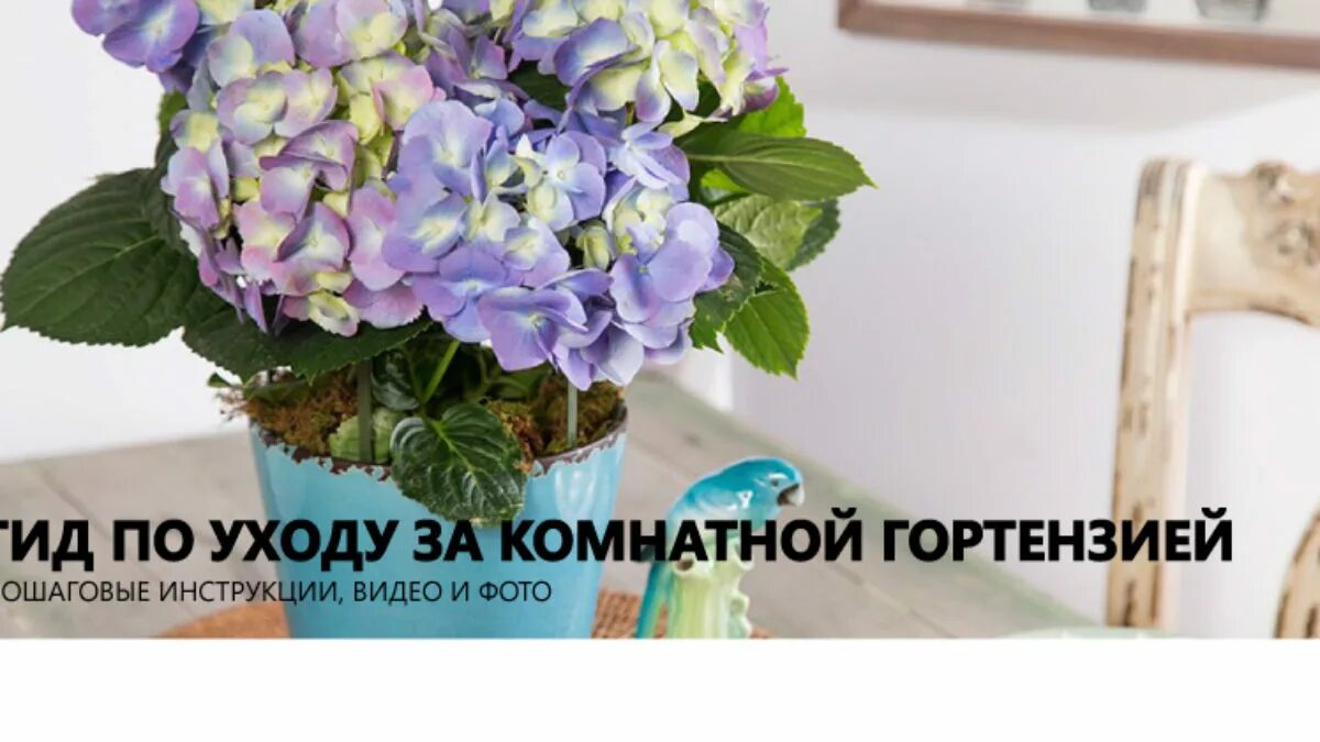Ухаживать за комнатной гортензией придется в течение всего года Гортензия, Горшк