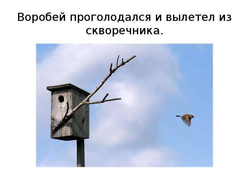 Скворец вылетел из скворечника. Воробей в скворечнике. вылетает воробей. птица вылетает из скворечника. птичий домик воробей.