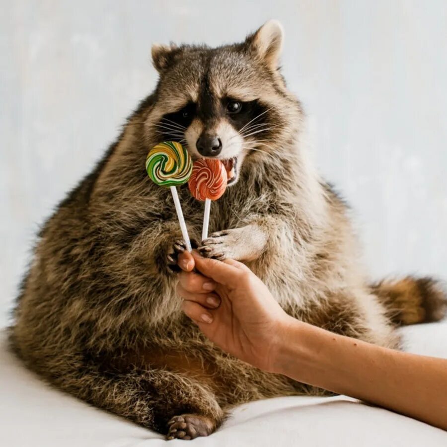 Тот самый енот тема. Енот тема. Толстый енот тема. Тот самый енот тема. Енот тема кемерово.