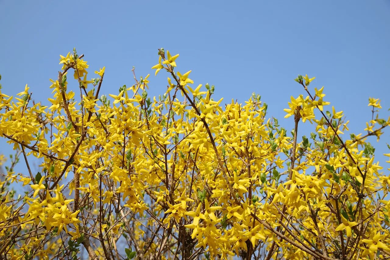 цветение форзиции