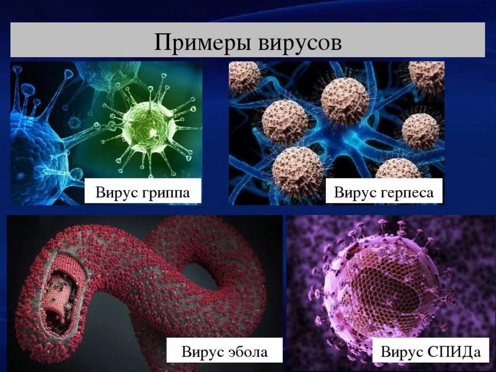 Тест многообразие и значение бактерий и вирусов. Вирусы биология. Вирусы названия. Вирусы примеры. Представители вирусов.
