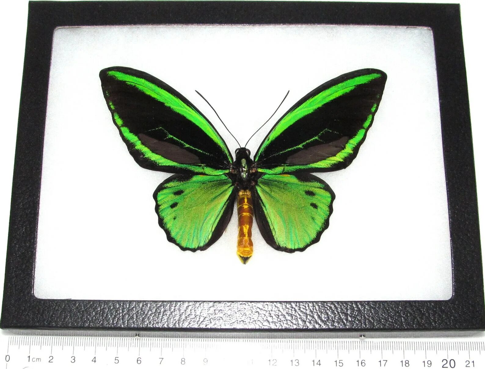 Черно зеленые бабочки. Бабочка Ornithoptera Priamus. Бабочка Ornithoptera Priamus Poseidon. Орнитоптера Приам. Ornithoptera Priamus голубые.