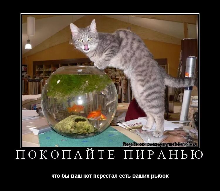 кот который всю жизнь котенок. котик кушает из миски. почему котята не едят влажный корм. коты чернуха и беляшик. кот перестал кушать.