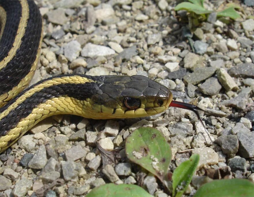 Калифорнийская подвязочная змея. Калифорнийская краснобокая garter snake змея. Канадский змей. Калифорнийский подвязочный уж. Змея с двумя полосками на спине.