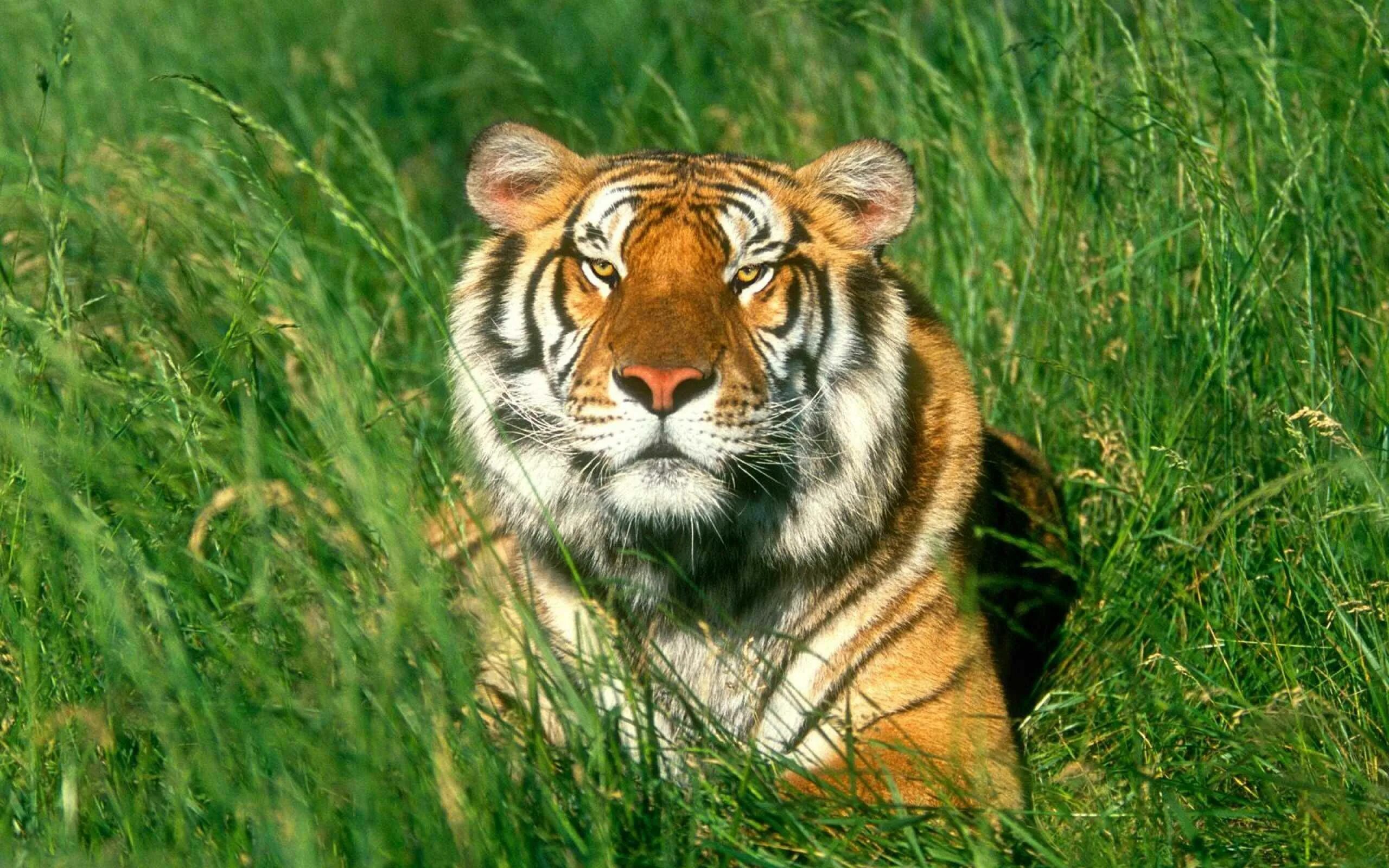 Tiger grass color. Тигровая трава (tiger grass). амурский (уссурийский) тигр. тигр обои. тигр в траве.