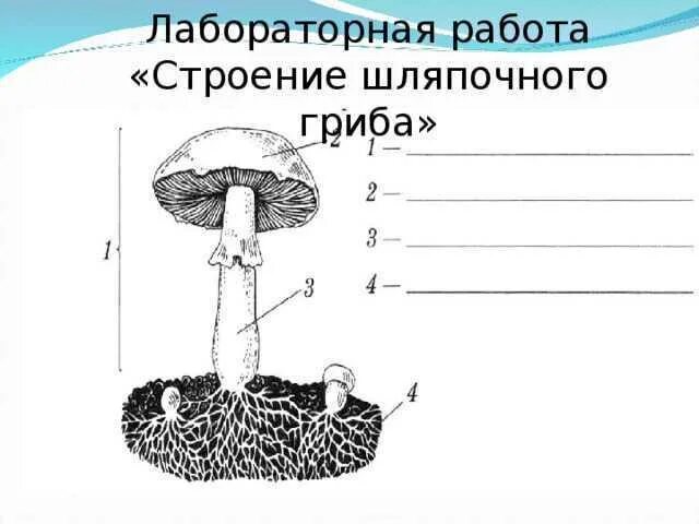Оборудование для исследования строения опенка