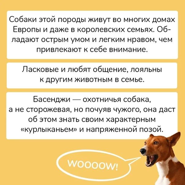 Басенджи собака характер. Басенджи африканский молчун. Бэсинджер собака. Басенджи характер. Басенджи тигрового окраса.