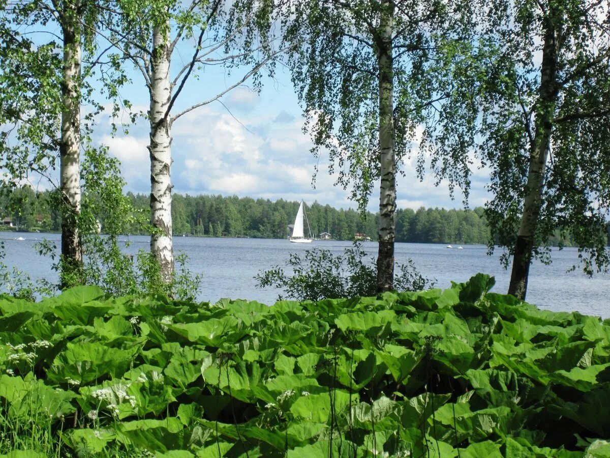 Березка нижегородская область. Озеро Березки Самара. Озеро Березовое Березово. Березовая роща с озером. Река Березка Ивановская область.