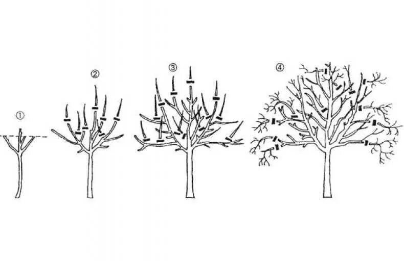 Схема обрезки груши весной. Схема обрезки грецкого ореха весной. Формирование кроны грецкого ореха схема. Обрезать грушу весной. Как обрезать груши весной когда правильно обрезка