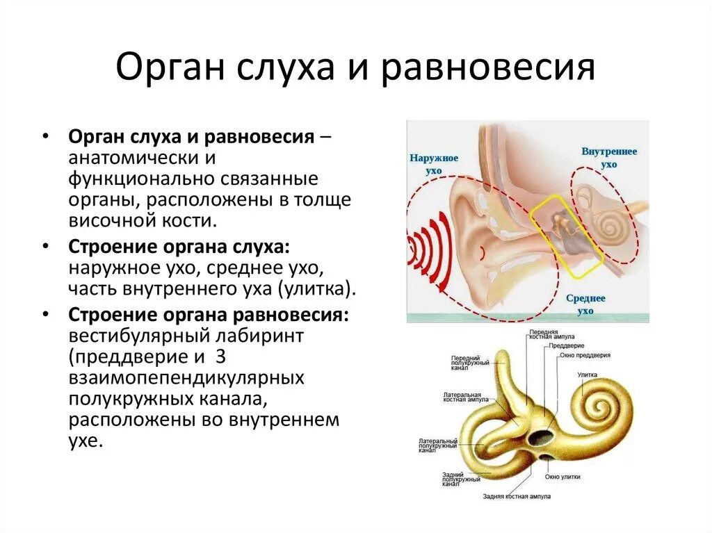 Орган слуха характеристики