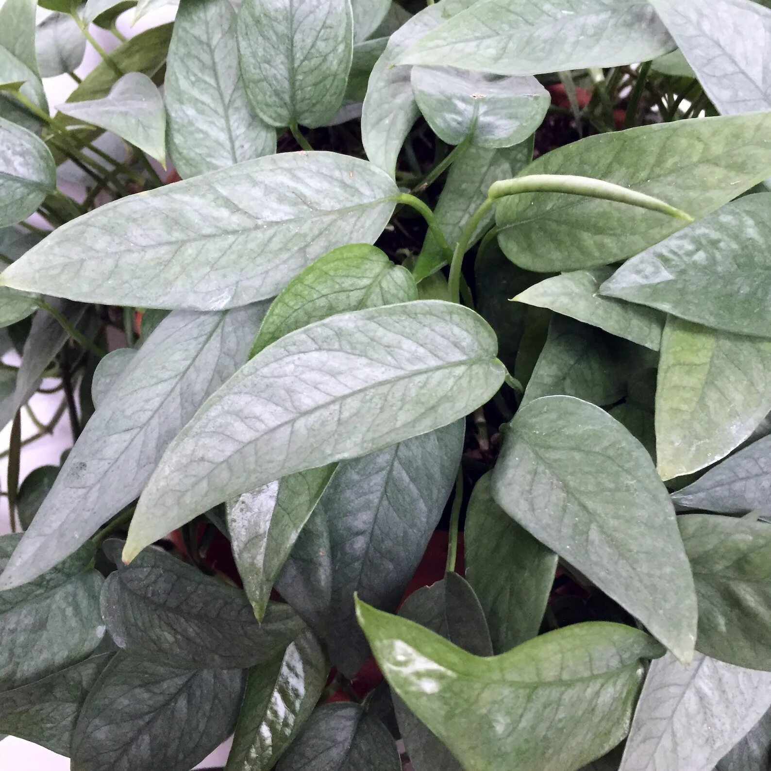 Эпипремнум пиннатум себу блю. Эпипремнум пиннатум себе блю. Сциндапсус пиннатум. Эпипремнум себу блю. Эпипремнум себу блю.