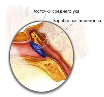 Барабанная перепонка