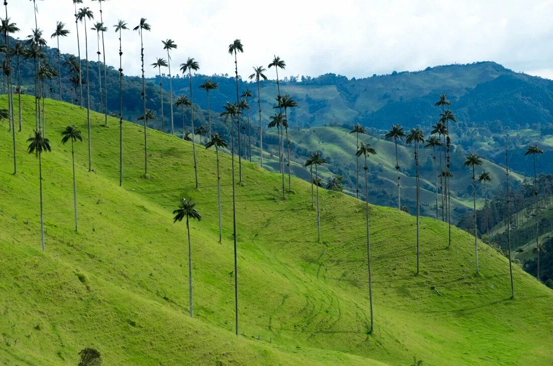 Природные зоны колумбии карта. Колумбия рельеф карта. Эль энканто колумбия. Форма рельефа колумбии. Горы анды (andes) перу.