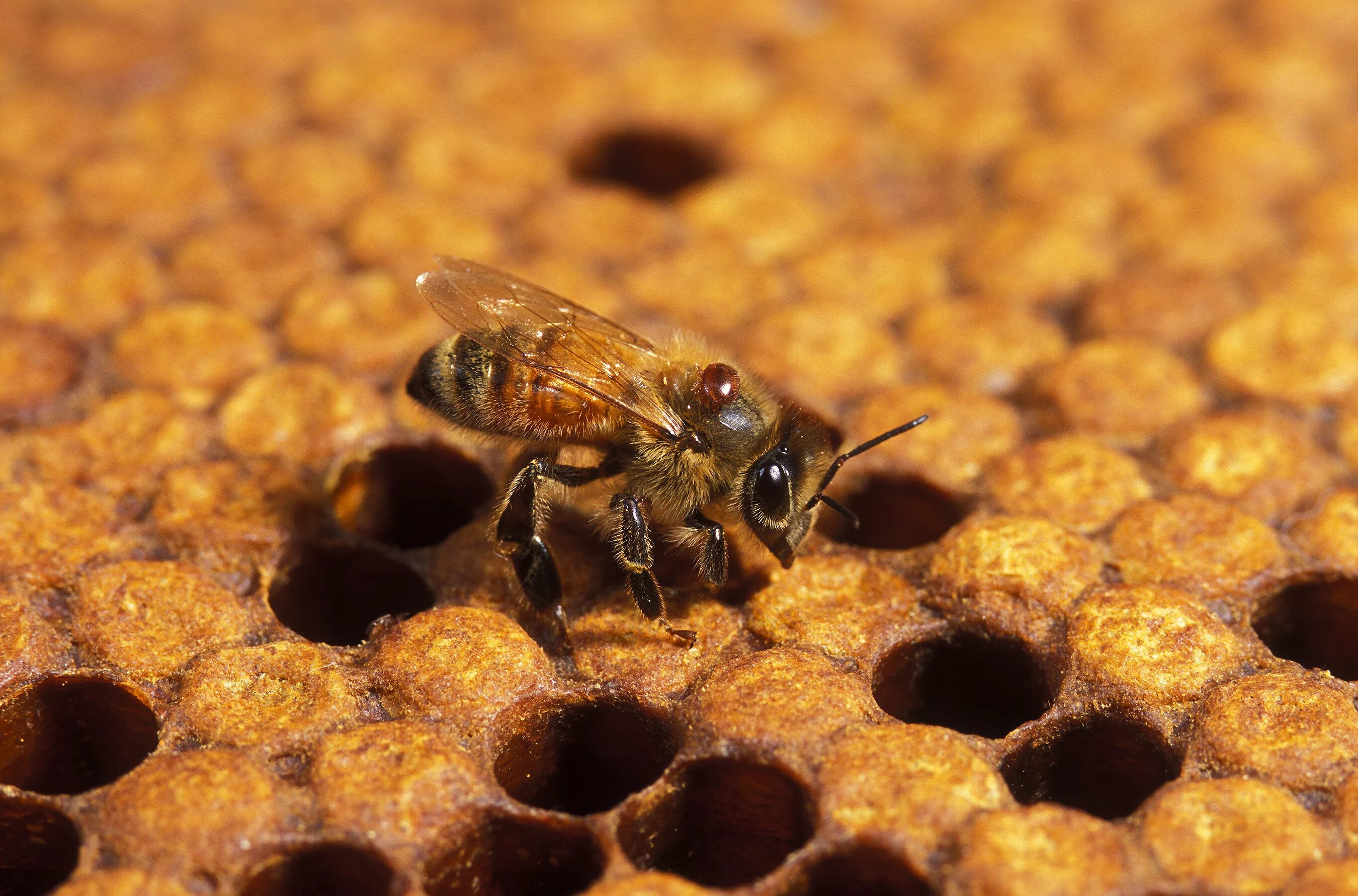 Пчела какая среда обитания. Ареал медоносной пчелы. Пчелиный клещ варроа. Среда обитания пчел. Варроатоз пчел.