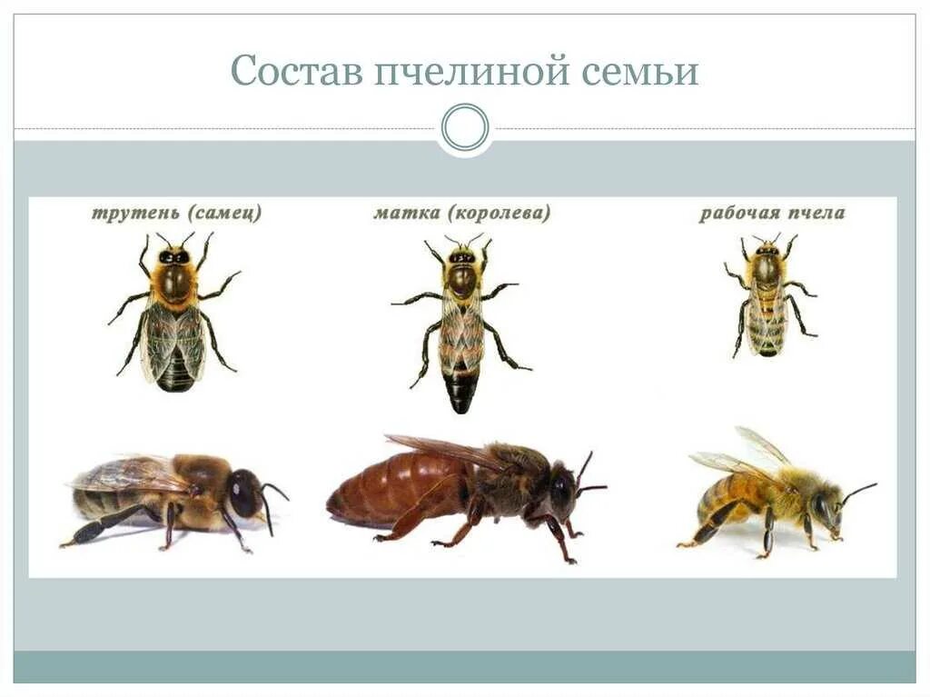У самцов медоносных пчел нет отцов. Пчела матка трутень. матка трутень рабочая пчела. пчелиная семья состав пчелиной семьи. структура пчелиной семьи схема.