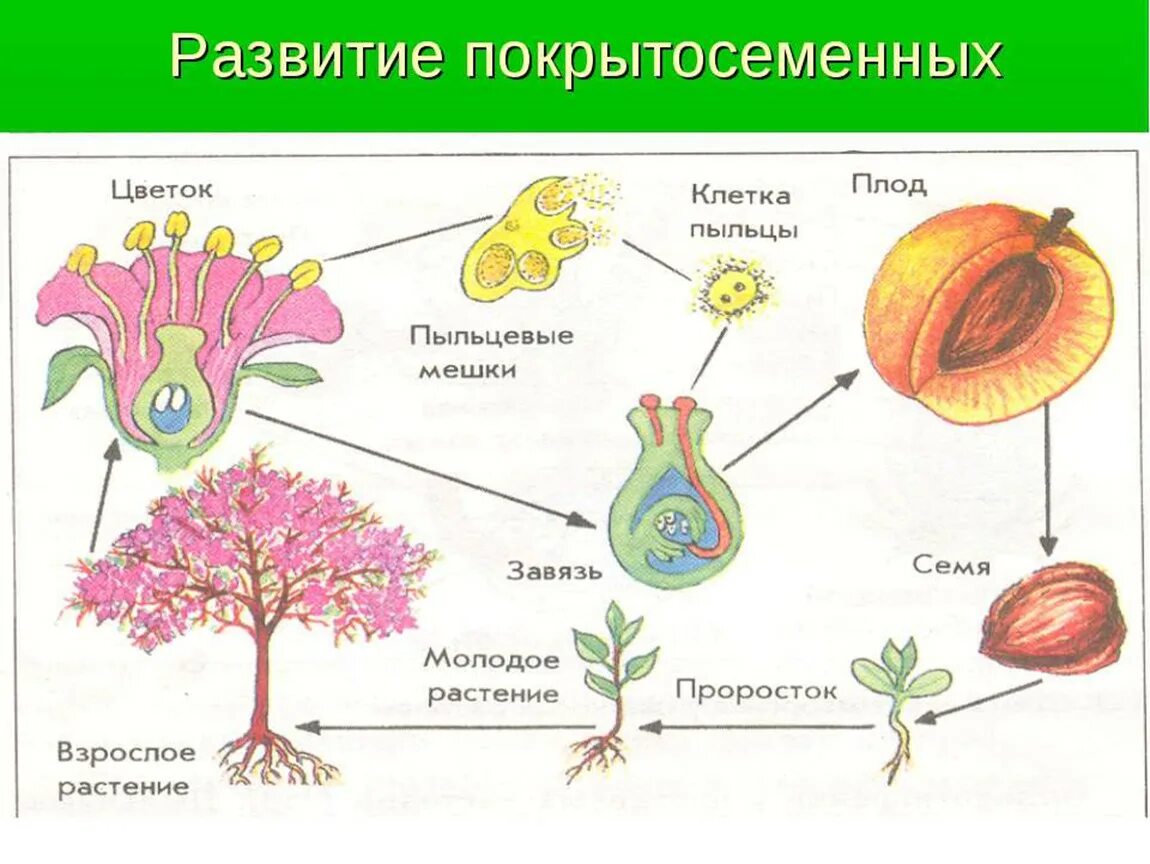 Пример размножения у цветковых растений. Половое размножение покрытосеменных растений схема. Половое размножение покрытосеменных растений таблица. Размножение покрытосеменных растений таблица. Бесполое размножение цветковых растений.