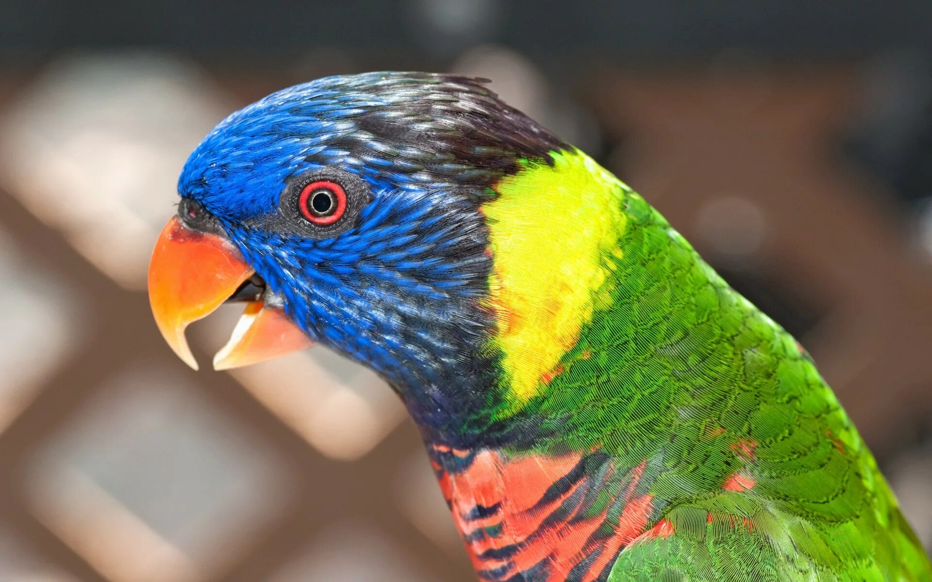 Большой цветной попугай. Лорикет попугай зеленый. Волнистый попугайчик разноцветный. Попугай цвета манго. Радужный лорикет.