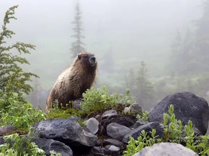 Wildlife windows