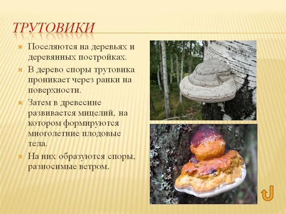 Класс трутовики. Трутовик шляпочный гриб. Трутовик гриб паразит. Трутовик гриб несъедобный. Трутовик настоящий трутовики.