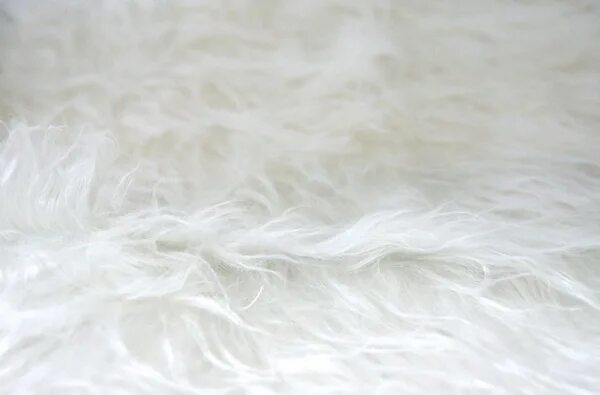 Длинный мех. Длинный мех. Длинный мех. Длинный мех. Длинный мех.