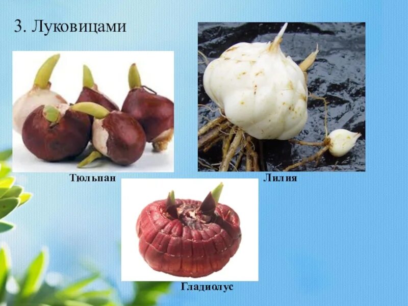 Строение луковицы тюльпана. Размножение клубнями и луковицами. Луковица репчатого лука. Вегетативное размножение клубнями примеры растений. Метаморфозы побега клубнелуковица.