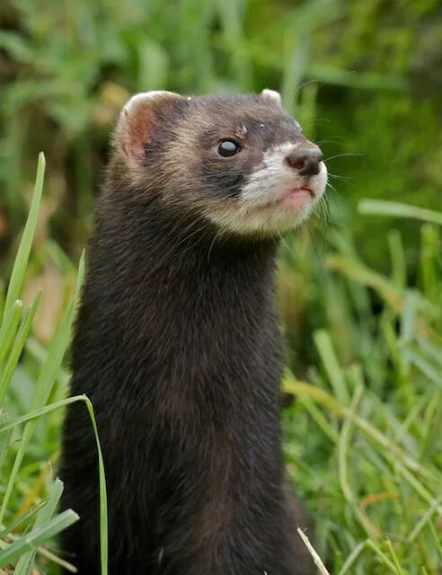 Хорь Лесной Mustela putorius. Хорёк Лесной черный. Европейская норка. Животное похожее на норку.