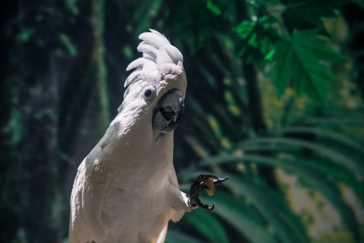 Забавная какаду. Какаду. Umbrella Cockatoo. Птенец Какаду. Обезьяна Какаду.