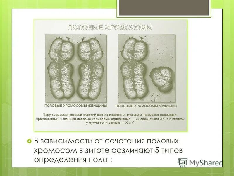 какой набор хромосом имеет зигота 2n. образование зиготы набор хромосом. сколько хромосом в зиготе человека. сколько хромосом в зиготе человека. зигота с набором хромосом 3n это.