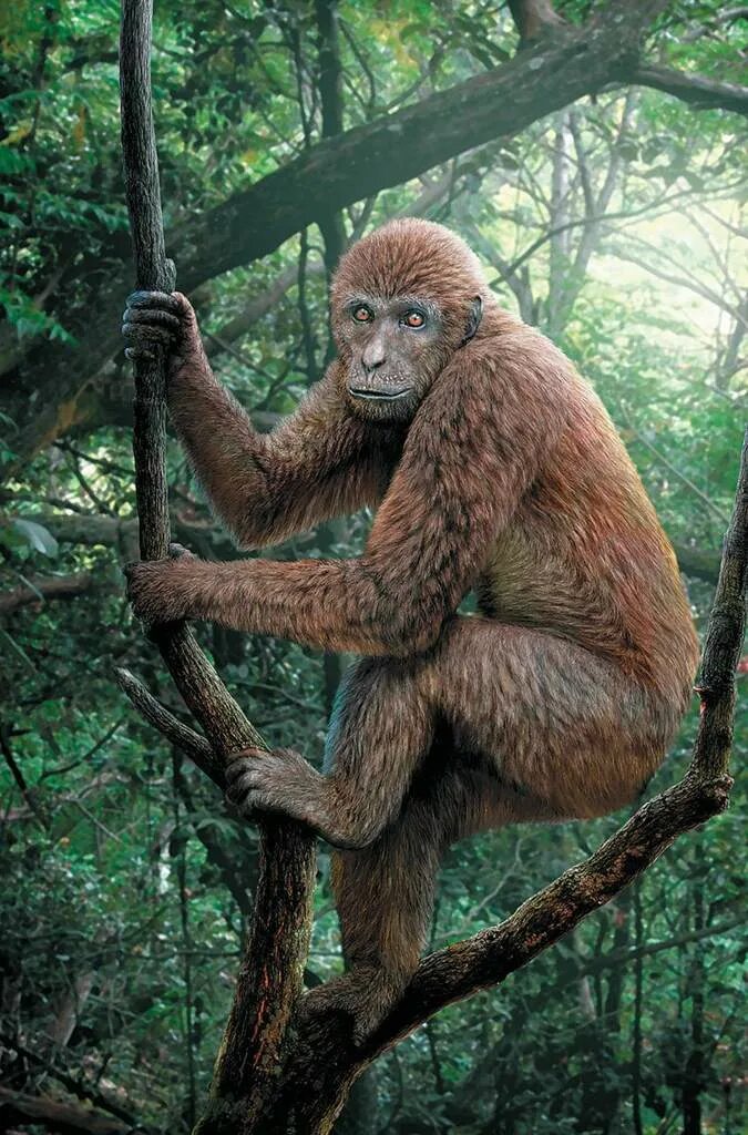 Проконсул. Предки человекообразных обезьян. Проконсул. Проконсул. Проконсул.