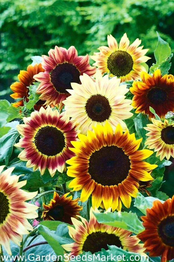 Подсолнухи декоративные низкорослые фото Girassol Teddy Bear Plants, Dwarf sunflowers, Flower seeds