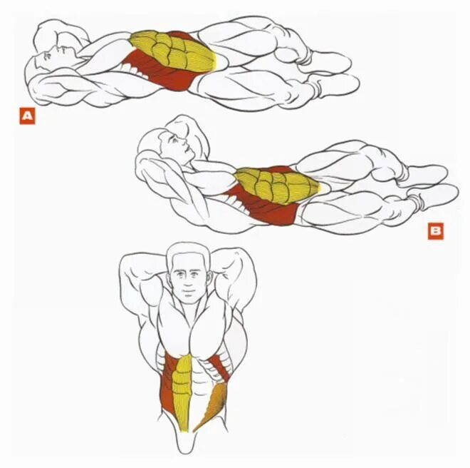 Упражнения на развитие прямой мышцы живота. Упражнения на боковые мышцы живота. Упражнения для накачки боковых мышц пресса. Упражнения на Абдоминальные мышцы живота. Пресс с гантелями для мужчин