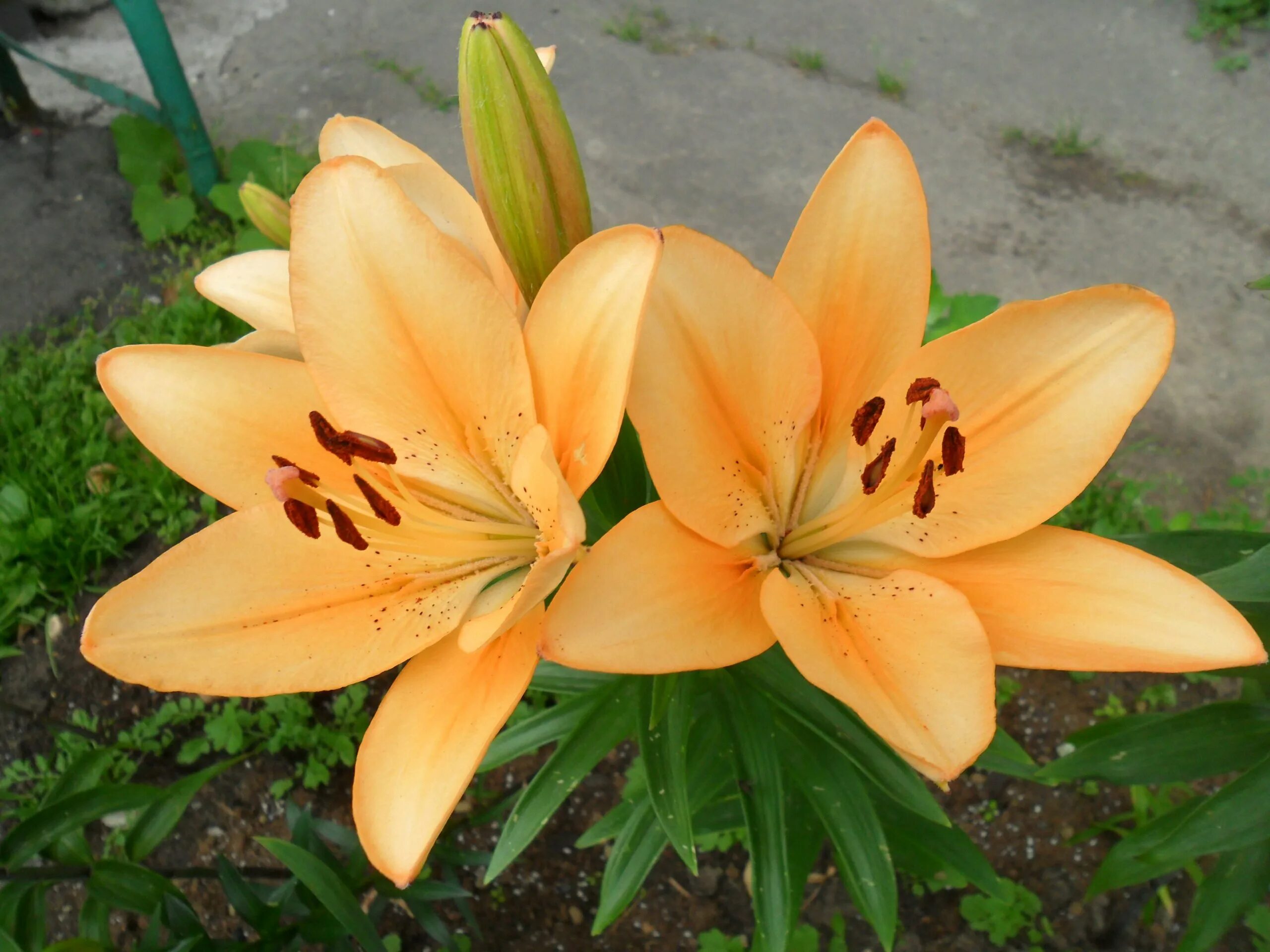 Лилия азиатская. Лилия азиатская махровая элоди. Лилия luxor. Лилия азиатская каннес. Лилия captain tricolor.