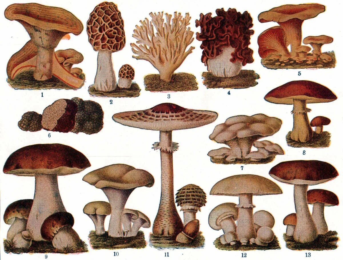 Белый гриб. Какой породы грибы. Гриб марчини. Leccinum manzanitae. Грибы съедобные условно съедобные несъедобные ядовитые.