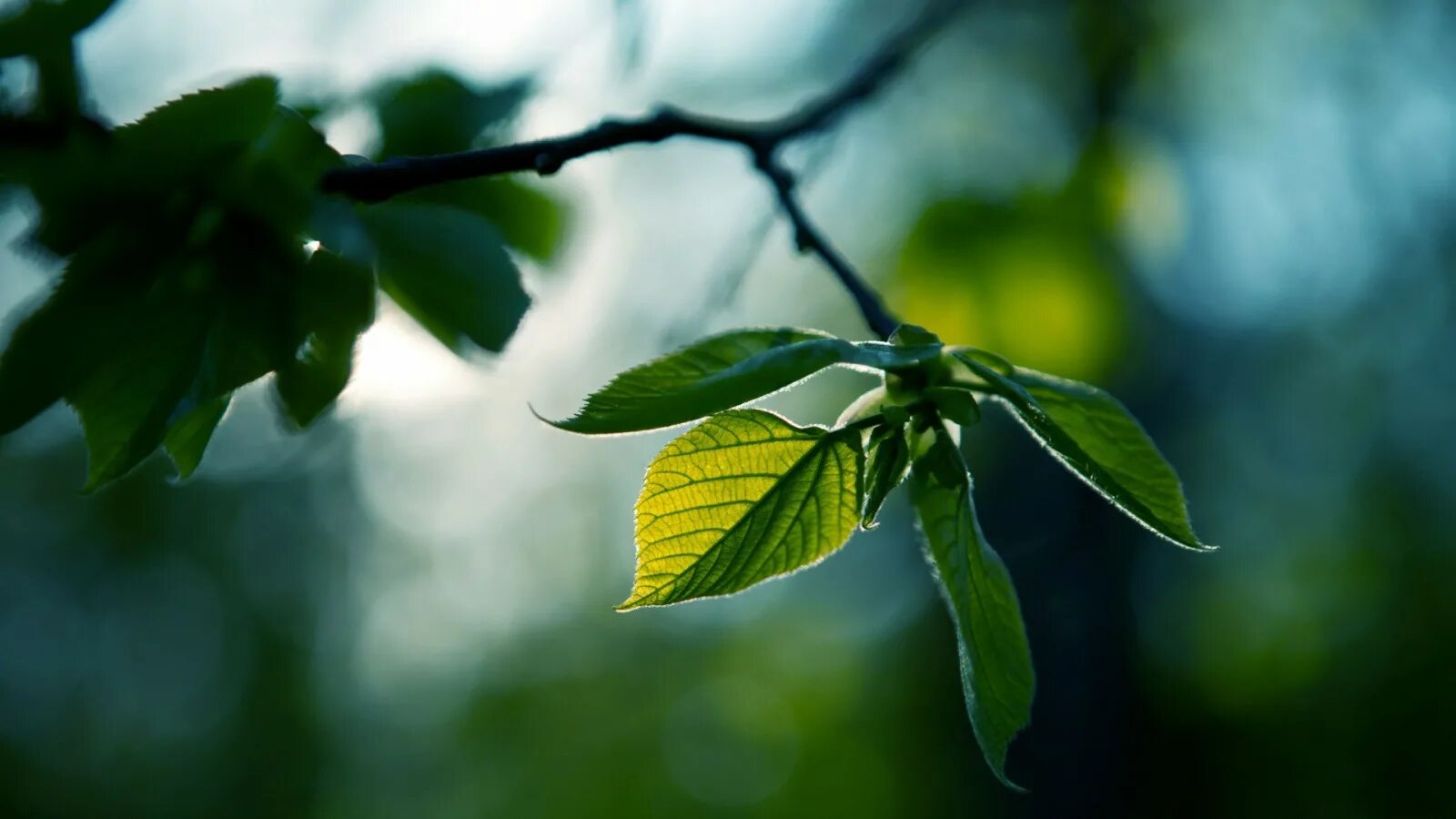 Leaves wallpaper
