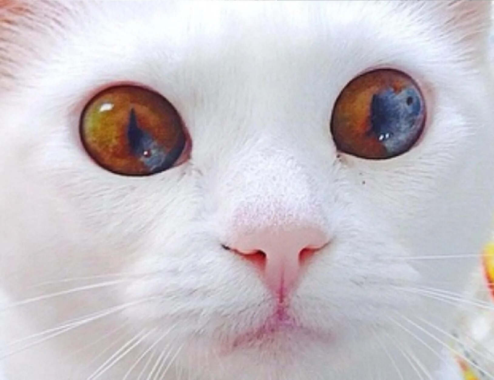 Гетерохромия у кота. Глаза кота гетерохромия. Гетерохромия глаз у кошек. Центральная гетерохромия у кота.