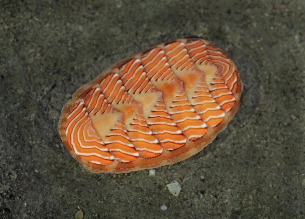 Chiton