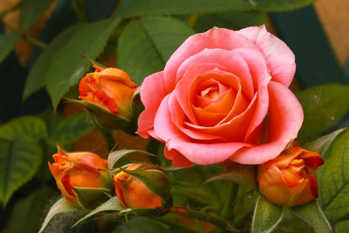 Цветы розы. Красивые розы. Цветущие розы. Фотки красивых роз