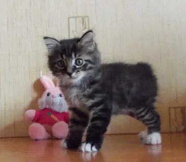 Простые котята 1 месяц