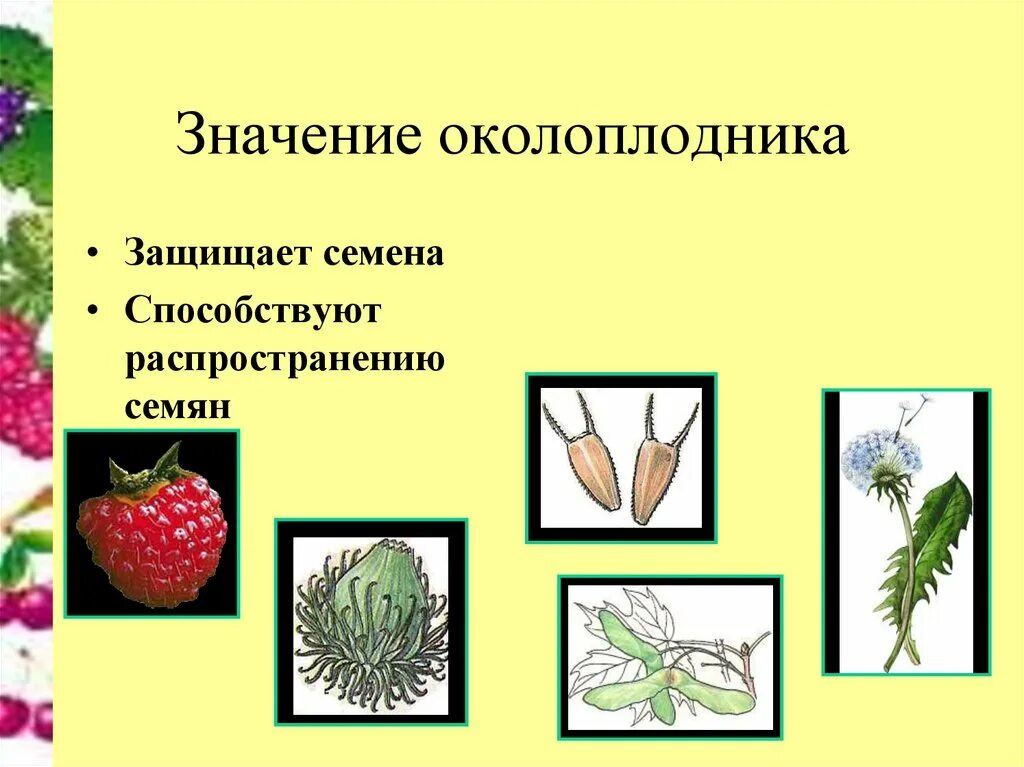 Значение плодовых. Функции околоплодника у растений. Значение распространения семян. Роль околоплодника. Цветок с простым околоплодником.