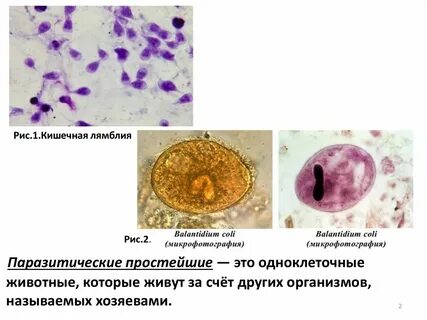 Паразитические простейшие значение простейших 7 класс презентация