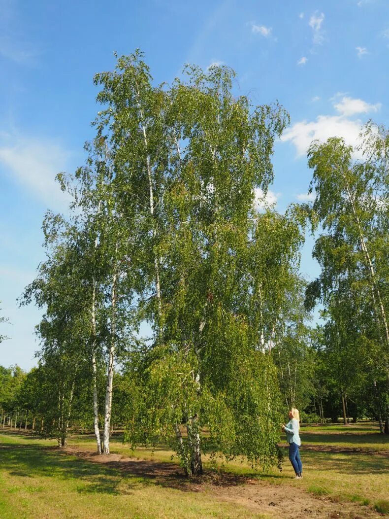 Березка 2 1