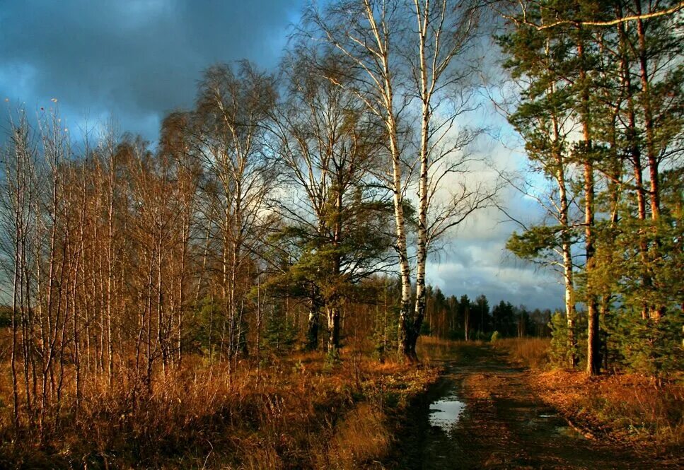 Перепишите текст природа средней полосы. Перепишите текст природа средней полосы