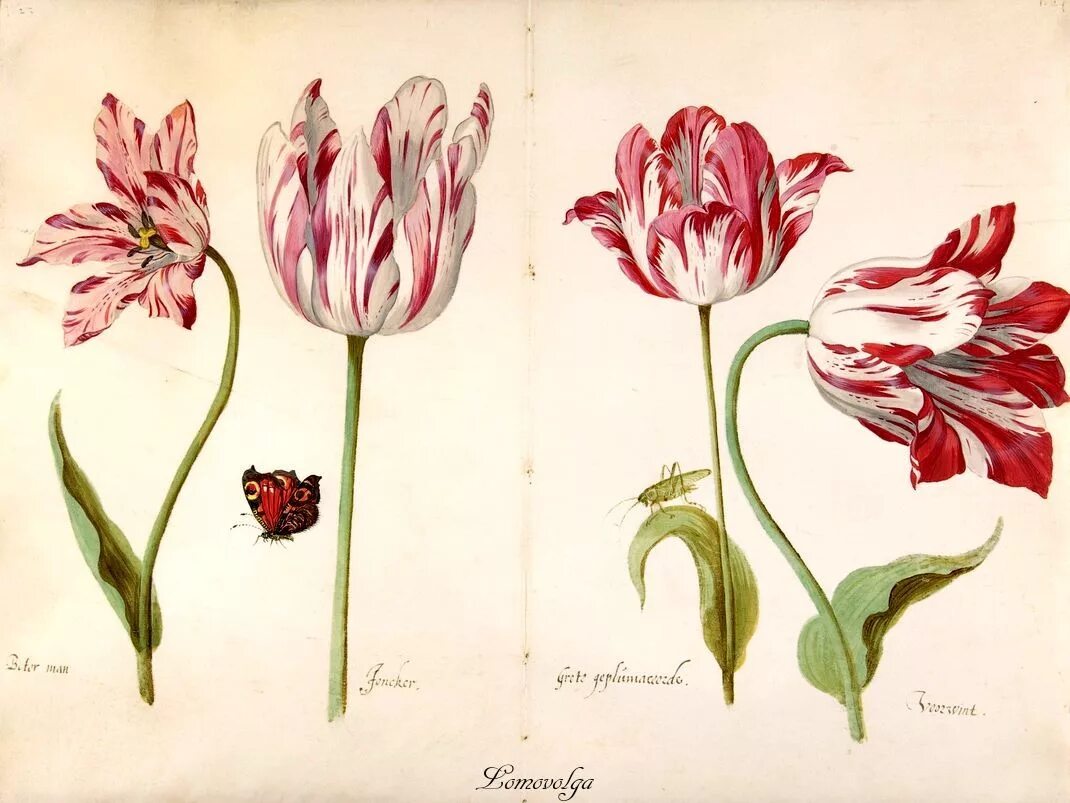 Тюльпан Сибилла Мериан. Jacob Marrel Tulip. Тюльпаномания (Голландия, 1593 -1637гг.). Тюльпан ботаника